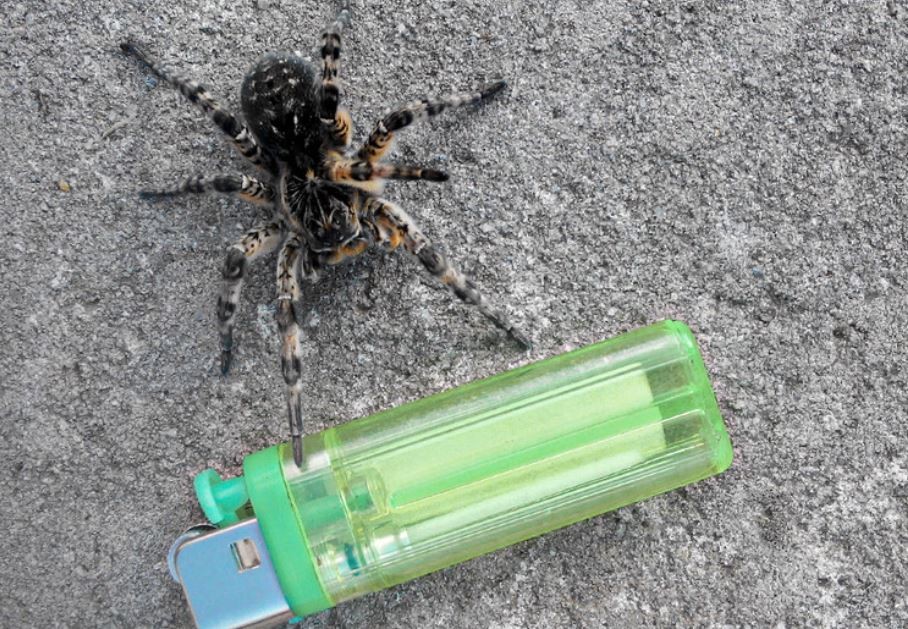 Estados Unidos: intentó quemar una araña pero provocó un incendio forestal | Clima, naturaleza y medio ambiente