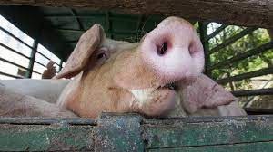 Científicos revivieron las células de cerdos que murieron horas antes | Internacionales