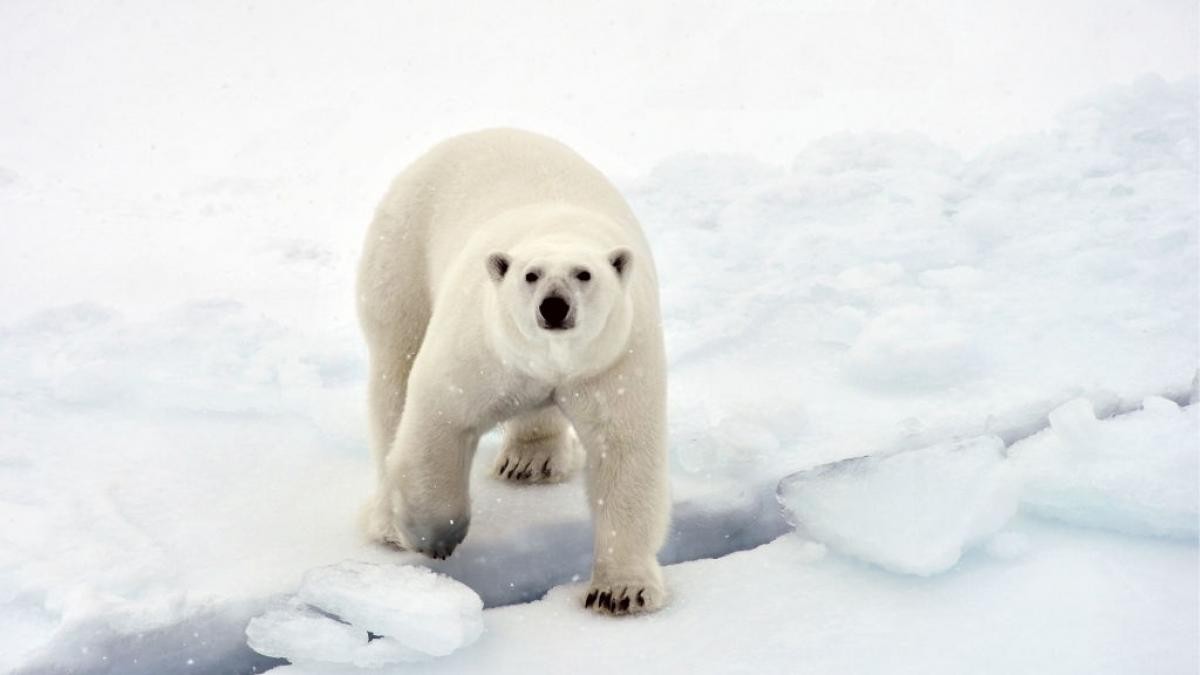 Una turista francesa fue atacada por un oso polar en un campamento del Ártico | Internacionales