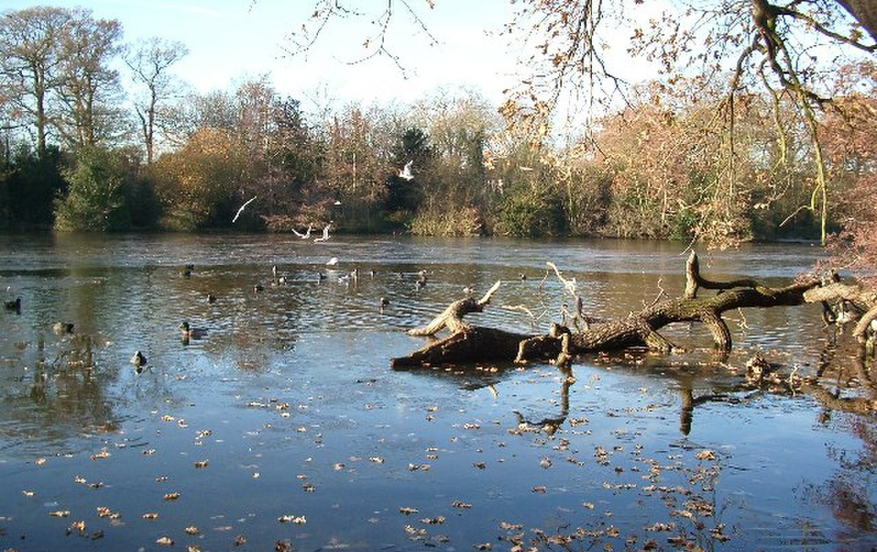 Varios perros murieron tras beber agua de un lago contaminado en Londres | Internacionales