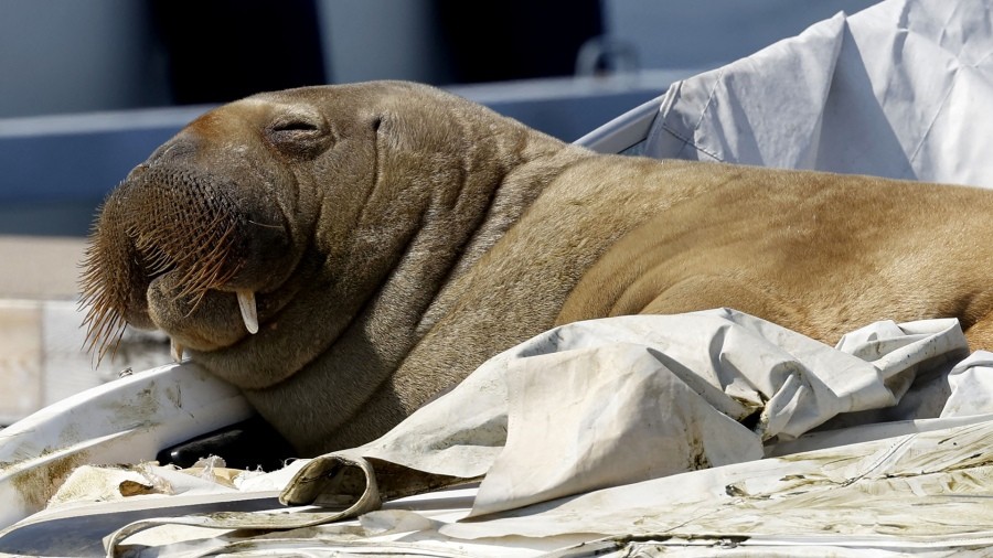 Sacrificaron a la morsa Freya, estrella del puerto de Oslo | Internacionales