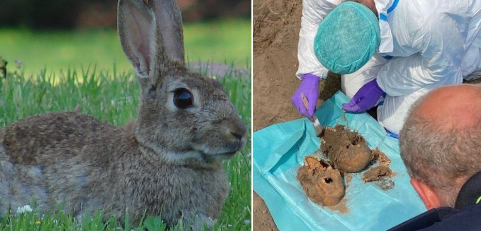 Dos conejos desenterraron huesos en el jardín de una casa: hallaron cadáveres del siglo XIX | Internacionales
