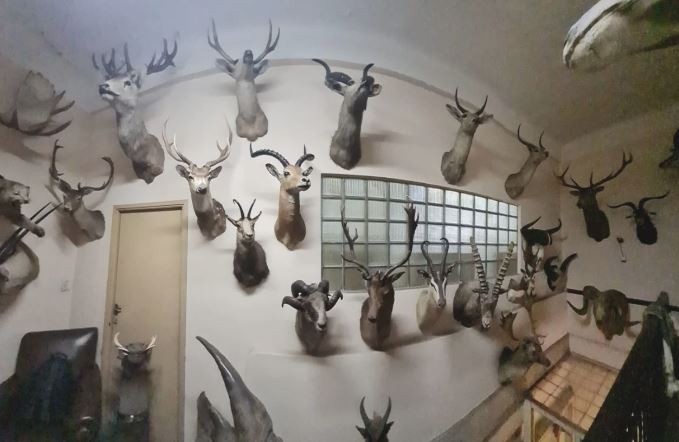 Una fábrica de chocolates tiene una colección de animales exóticos taxidermizados | Actualidad