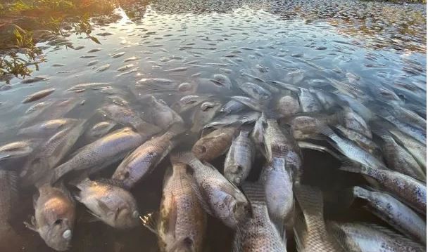 Unas 300 toneladas de peces muertos por contaminación en río que separa Alemania de Polonia | Internacionales