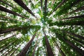Día del Árbol: Destacan que los árboles reducen la temperatura ambiental y permiten ahorrar energía eléctrica | Clima, naturaleza y medio ambiente