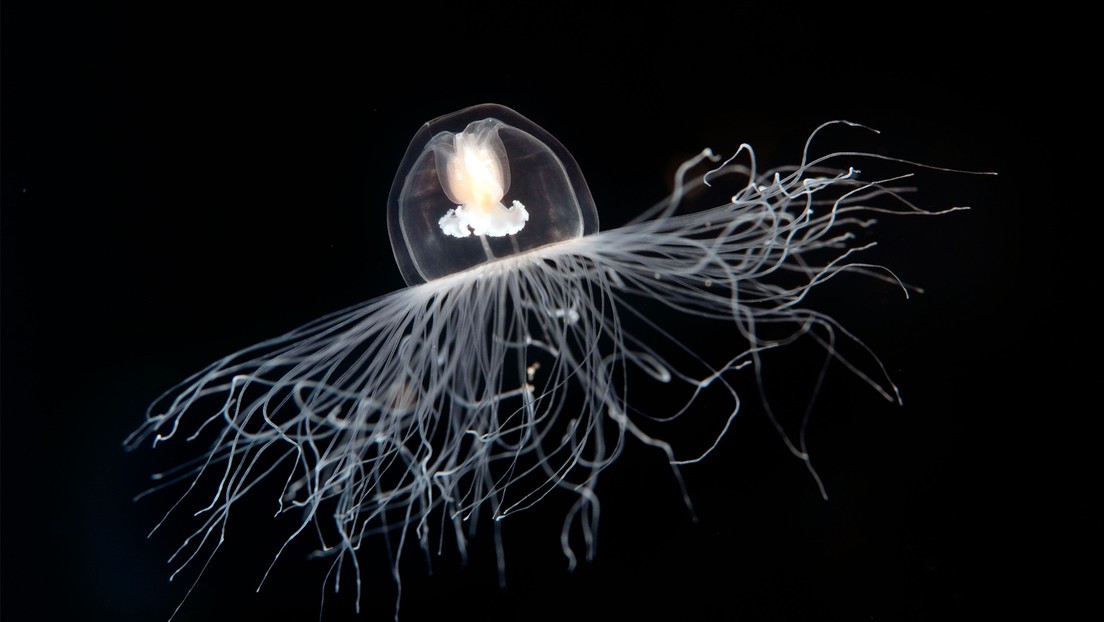 Descubren datos de la medusa que esconde el secreto de “la eterna juventud” | Internacionales