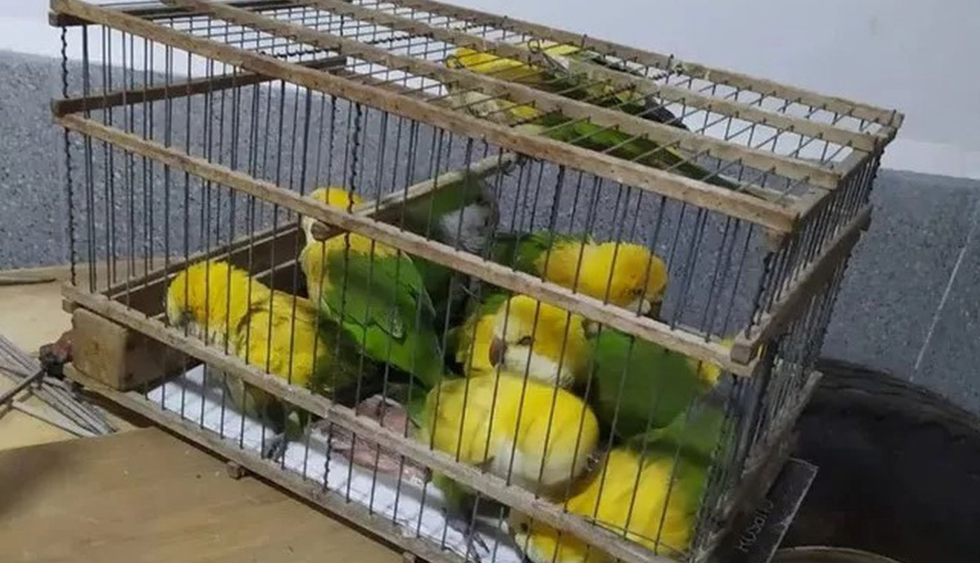 Vendían en la calle aves exóticas: eran loros desteñidos con agua oxigenada | Actualidad