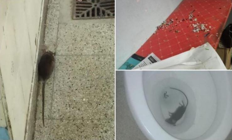 Roedores en una escuela: denuncian falta de higiene en un establecimiento de Agronomía | Actualidad