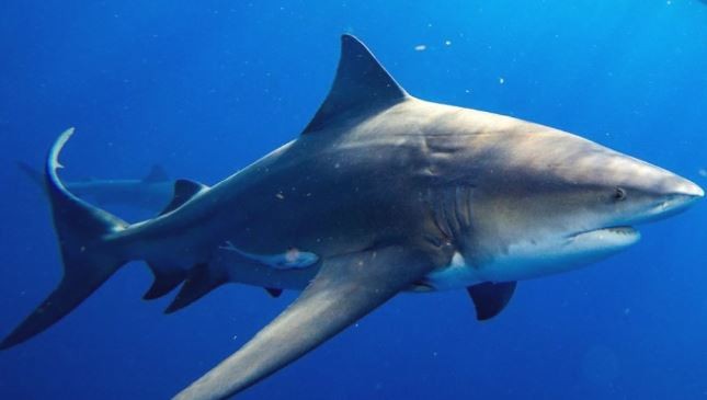 Una mujer murió tras ser atacada por un tiburón en Bahamas | Internacionales