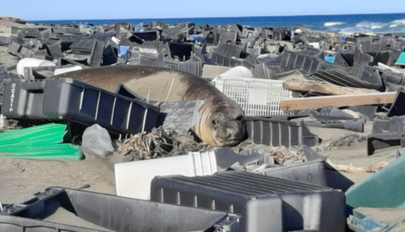 Limpieza de las costas de Península Valdés: Retiraron 800 cajones plásticos de la industria pesquera en 6 km | Clima, naturaleza y medio ambiente