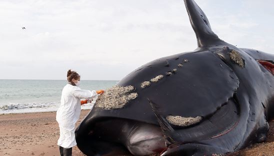 Ya son 30 las ballenas muertas en el Golfo Nuevo | Clima, naturaleza y medio ambiente