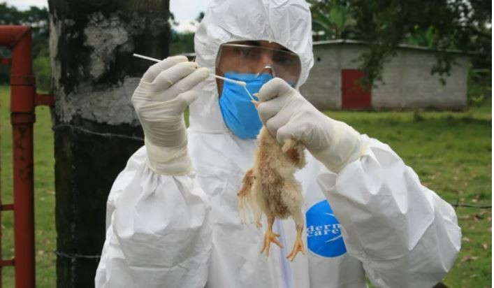 Alerta en México: Detectan primer caso de gripe aviar AH5N1 | Internacionales