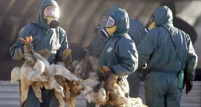 Países Bajos sacrificó 300.000 pollos por un brote de gripe aviar altamente contagiosa | Internacionales