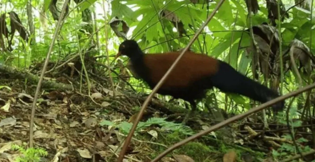 Viajaron a una isla para hallar misteriosa ave, vista por última vez hace 140 años: al mes, cuando estaban por irse, la hallaron | Internacionales