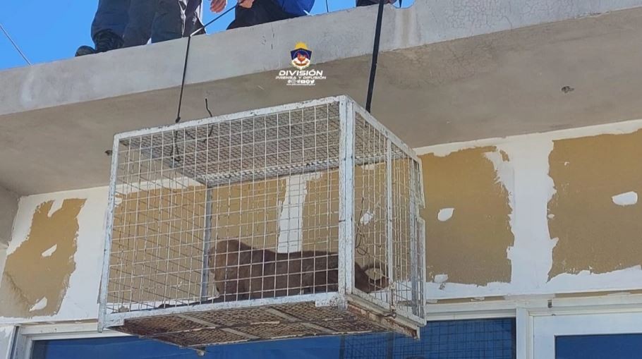 Dejaron abandonados a sus perros luego de mudarse | Actualidad