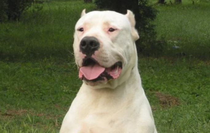 Un dogo argentino atacó a su dueño y a su hija en Córdoba: el hombre está grave | Actualidad