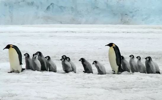 Descubren nueva colonia de pingüinos emperador en la Antártida gracias a imágenes satelitales | Clima, naturaleza y medio ambiente