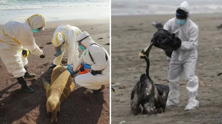 Perú reporta la muerte de 585 lobos marinos y 55.000 aves por gripe aviar | Internacionales