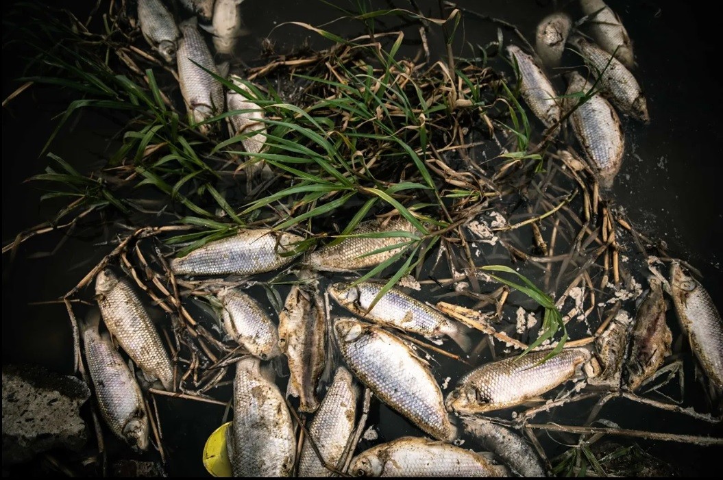 Se detectó la mayor concentración de agrotóxicos del mundo en los sábalos del río Salado | Actualidad