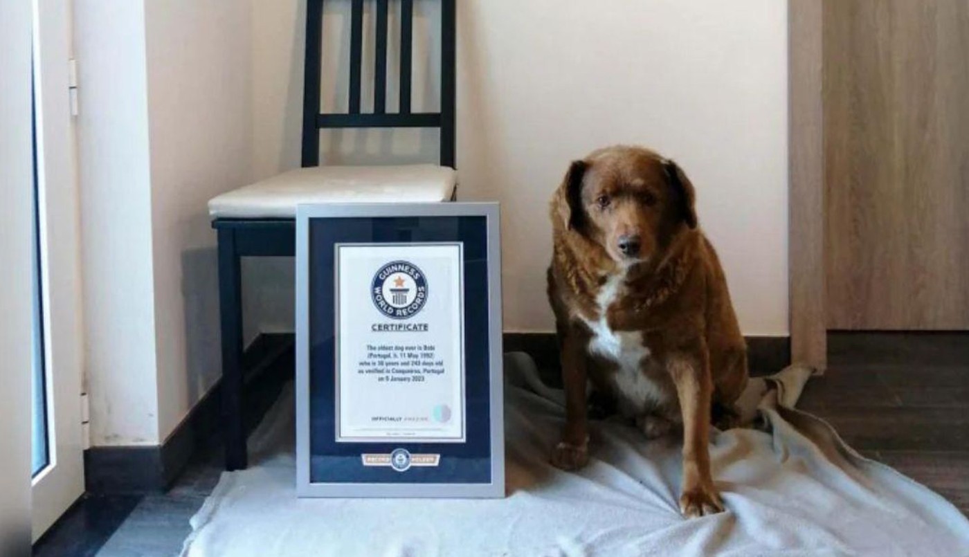 Un perro de Portugal fue designado como el más longevo por la organización Guinness | Internacionales
