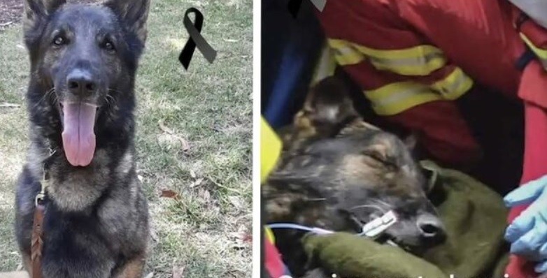 Emotiva despedida a un perro rescatista en medio de los operativos tras el sismo en Turquía | Internacionales