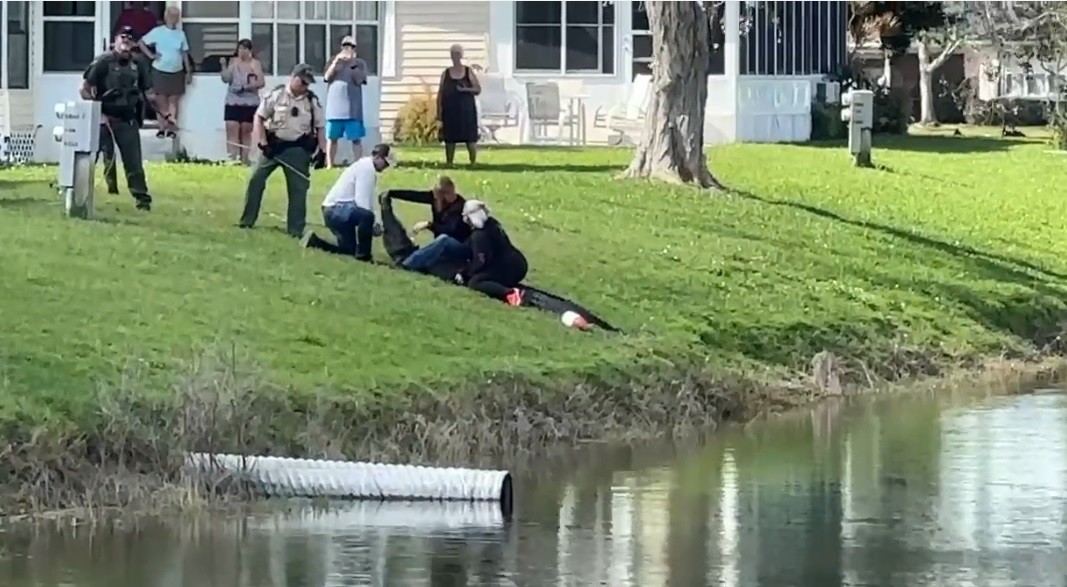 Florida: paseaba a su perro por el barrio y la mató un cocodrilo | Internacionales