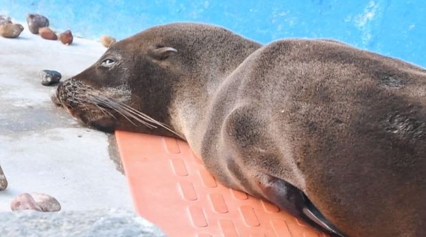 La desnutrición fue la principal causa de atención de animales en Mundo Marino durante 2022 | Clima, naturaleza y medio ambiente