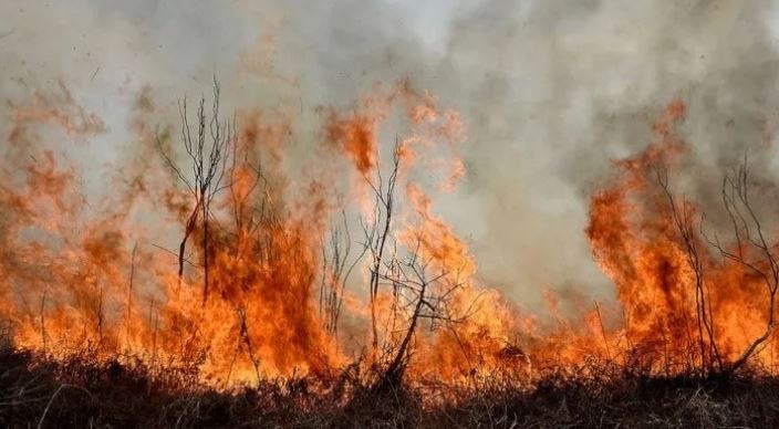 Incendios en islas del Delta del río Paraná: brigadistas combaten dos focos activos | Clima, naturaleza y medio ambiente