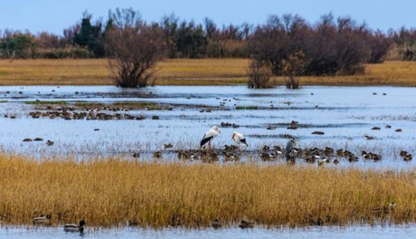 Crean una nueva reserva natural silvestre en San Clemente del Tuyú | Actualidad