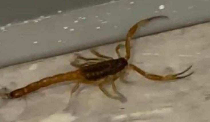Palermo: aparecieron alacranes en la escuela Lenguas Vivas y pidieron la suspensión de clases | Actualidad