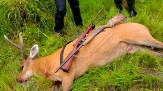 Demoran a tres hombres que cazaron un ciervo de los pantanos, monumento natural en Corrientes | Actualidad