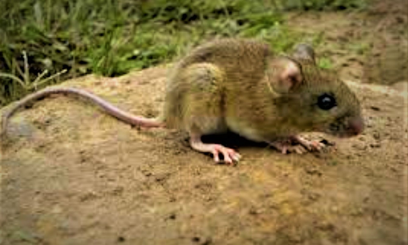 Murió una mujer de 45 años por hantavirus en la ciudad de Bariloche | Actualidad