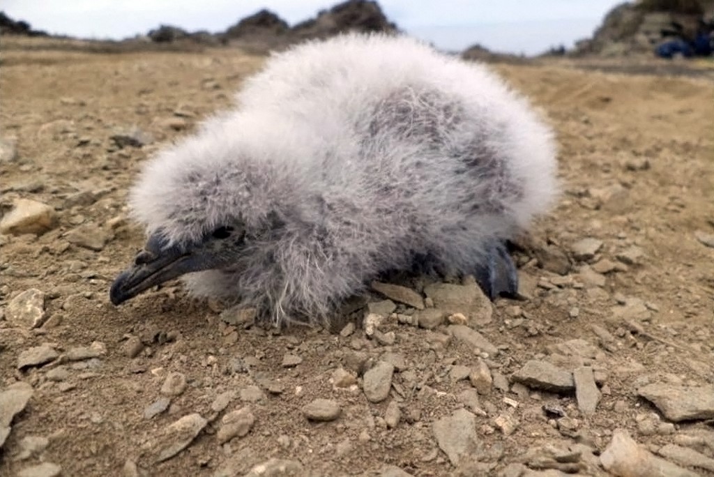 Después de 40 años renace el petrel buceador, una ave en peligro de extinción | Internacionales