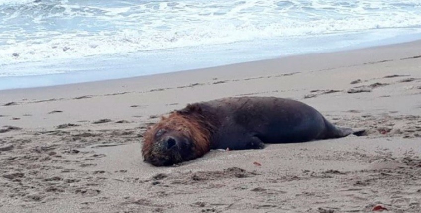 Chile confirmó la muerte de más de 70 lobos marinos: no descartan gripe aviar | Internacionales