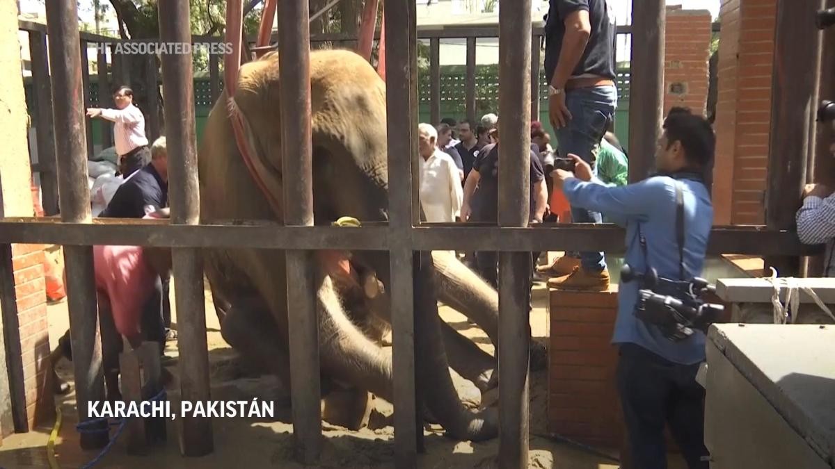 Eutanasia de una elefanta: se abrió un debate en Pakistán | Internacionales