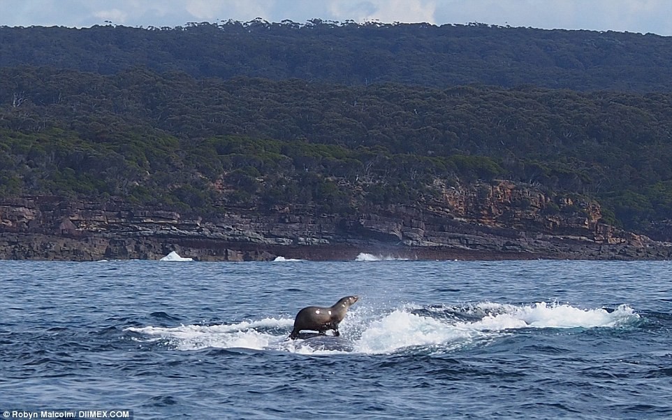 La foca que surfea sobre una ballena | Curiosidades