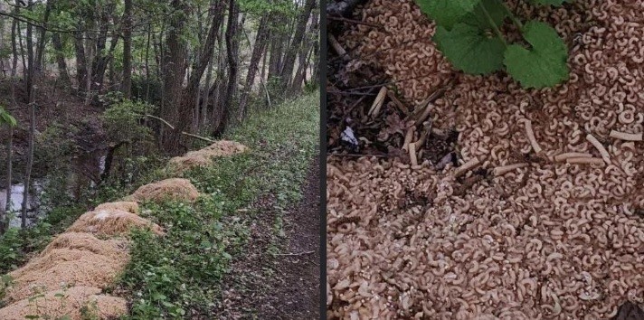 Misterio en el río: apareció una montaña de fideos | Internacionales