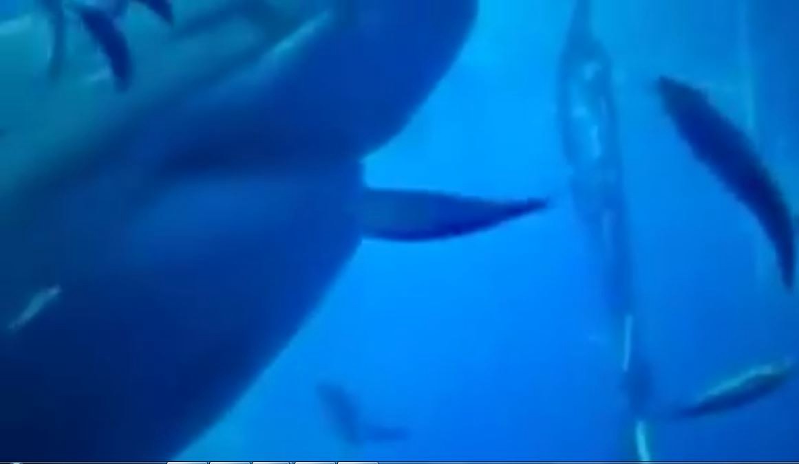 Expertos filmaron al tiburón blanco más grande del mundo | Curiosidades