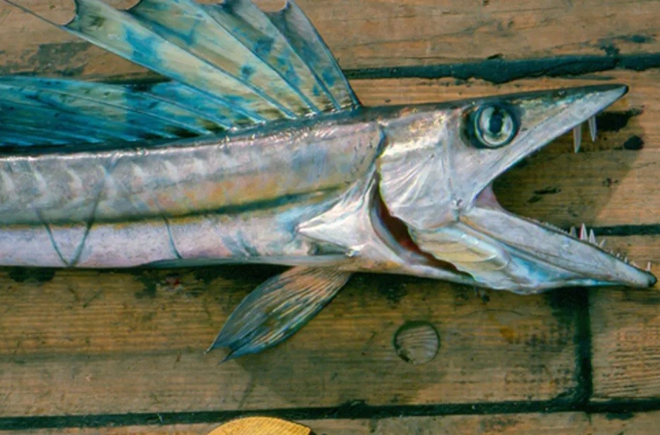 Desconcierto por la aparición de peces caníbales en playas de Estados Unidos | Internacionales