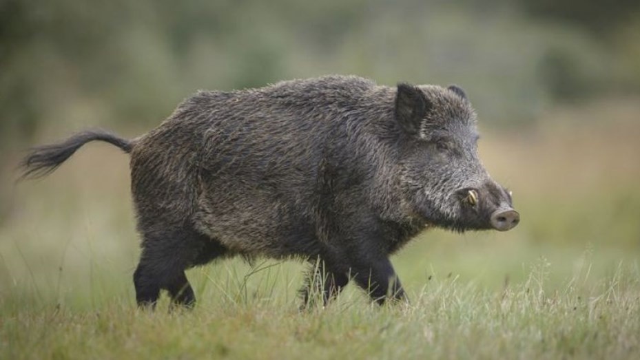 Joven de 19 años salió a cazar jabalíes con amigos y murió de un disparo | Actualidad