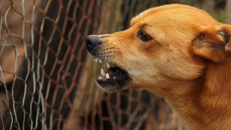 La Justicia ordenó desenterrar a los perros que atacaron a una nena: se busca determinar si tenían rabia | Actualidad