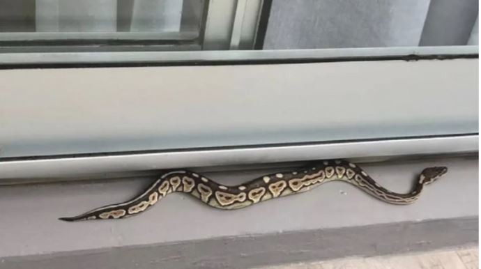 Susto en Palermo: apareció una serpiente pitón en el balcón de un departamento | Actualidad