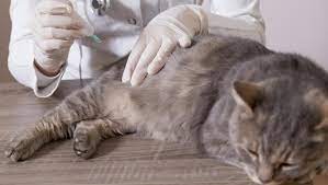 Despliegan un importante operativo de vacunación ante la detección de un gato con rabia en La Plata | Actualidad