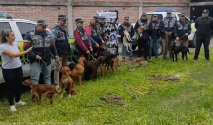 Rescatan 13 perros que eran víctimas de maltrato en Tucumán | Actualidad