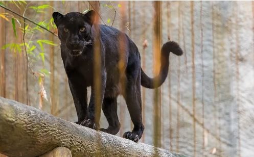 La población de animales salvajes disminuyó un 69% en los últimos 50 años | Clima, naturaleza y medio ambiente