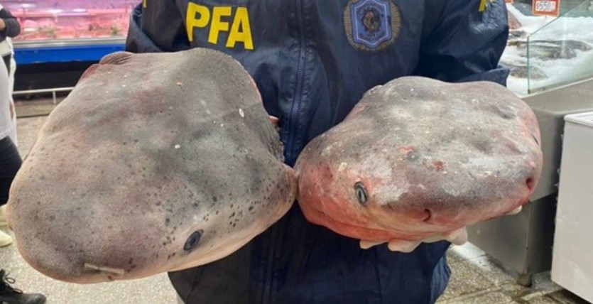 Barrio Chino: secuestraron trozos de tiburones en peligro de extinción en locales gastronómicos | Actualidad