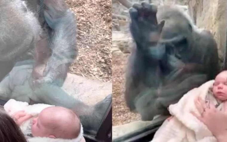 El video más tierno del año: mamá humana y gorila presentaron a sus bebés | Redes