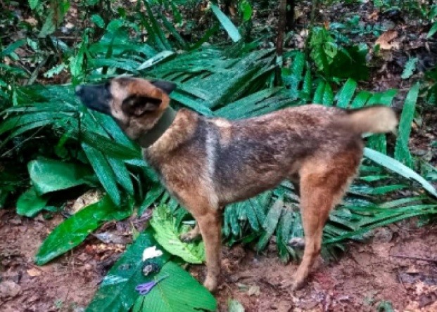 Hembras en celo y 70 efectivos: el operativo de búsqueda de Wilson, el perro rescatista perdido en la selva | Internacionales