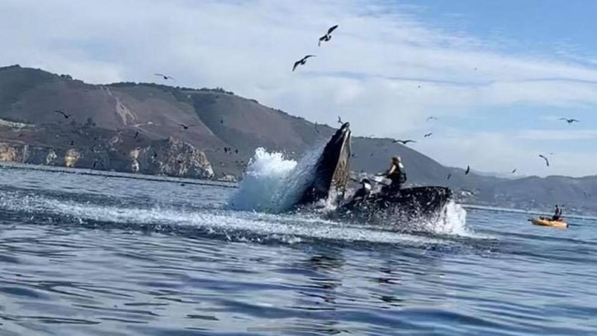 Video impactante: una ballena se tragó a dos turistas y los escupió | Internacionales