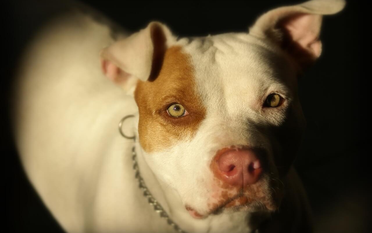 Córdoba: un niño de tres años internado tras el ataque de un perro pitbull de su familia | Actualidad